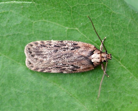 Depressaria chaerophylli