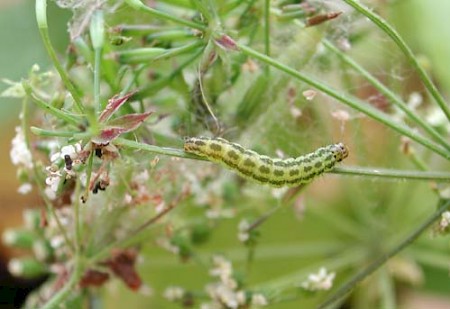 Depressaria chaerophylli