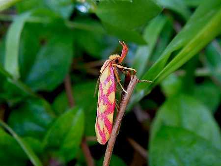 Hypercallia citrinalis