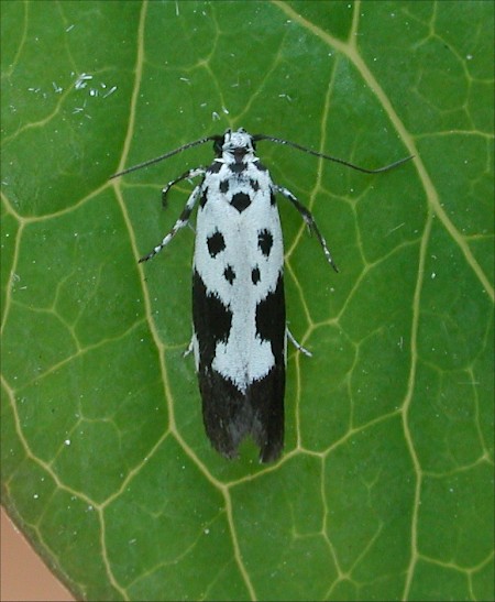 Ethmia quadrillella