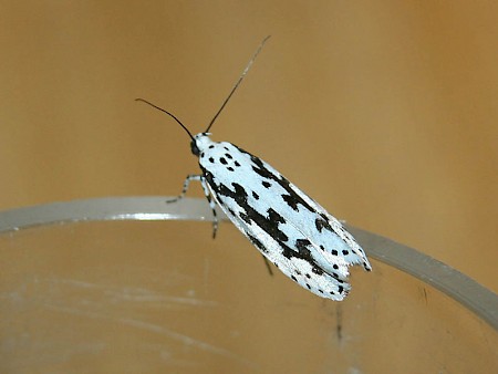 Ethmia pusiella