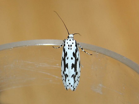 Ethmia pusiella