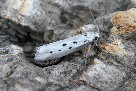 Ethmia terminella