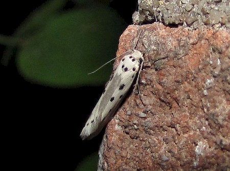 Ethmia terminella