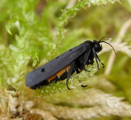 Ethmia pyrausta