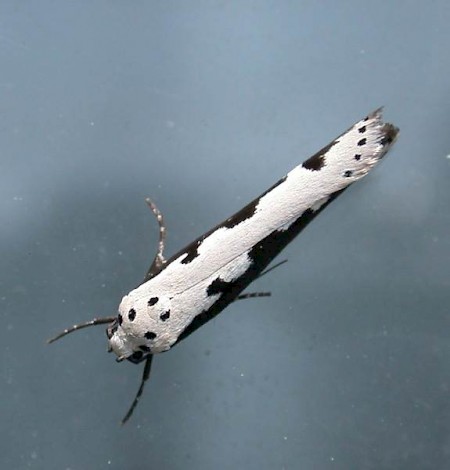 Ethmia bipunctella