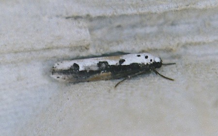 Ethmia bipunctella