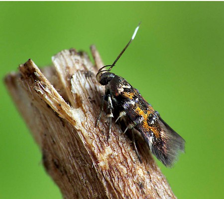 Pancalia leuwenhoekella