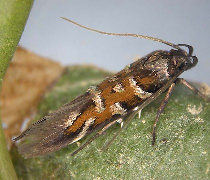 Adult • Coll, Hebrides. Reared from larvae on Viola canina. • © Bob Heckford