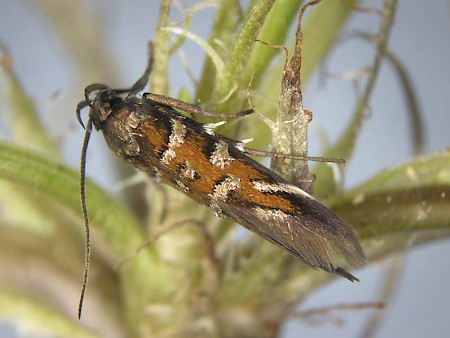 Pancalia schwarzella