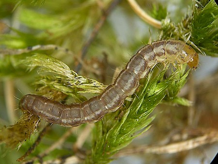 Pancalia schwarzella