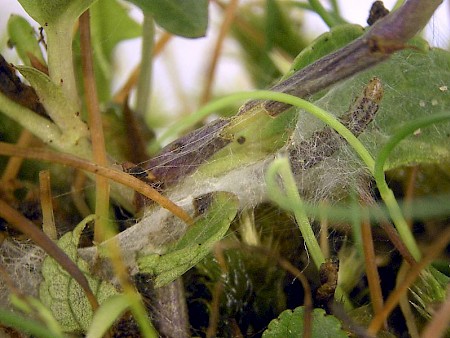 Pancalia schwarzella