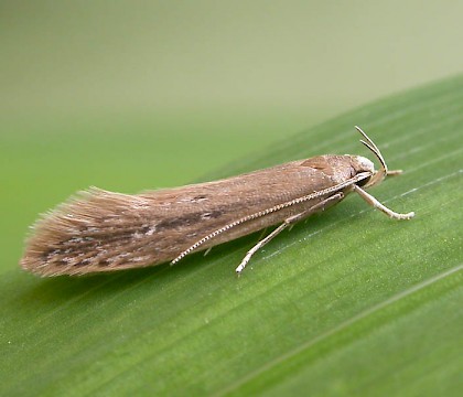 Adult • West Yorkshire, reared from larva in head of Typha • © Ian Kimber