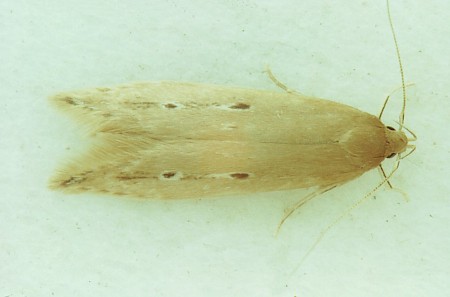 Limnaecia phragmitella