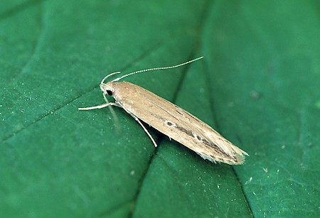 Limnaecia phragmitella