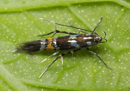 Cosmopterix zieglerella