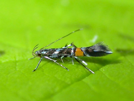 Cosmopterix zieglerella