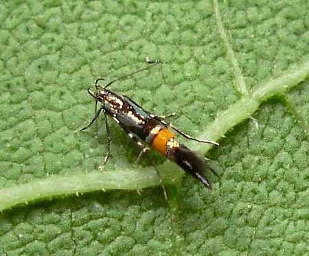 Cosmopterix orichalcea