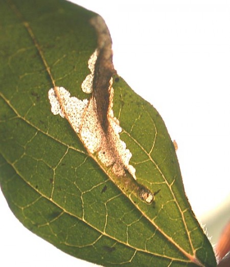 Cosmopterix pulchrimella