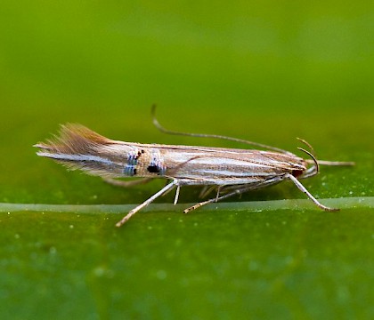 Adult • Dersingham Bog NNR, Norfolk • © Allan Drewitt