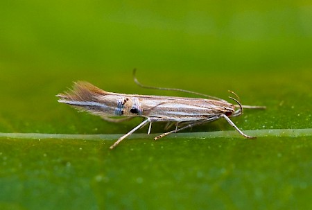 Cosmopterix lienigiella