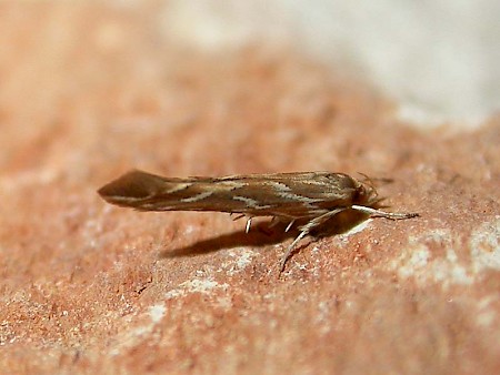 Pyroderces argyrogrammos