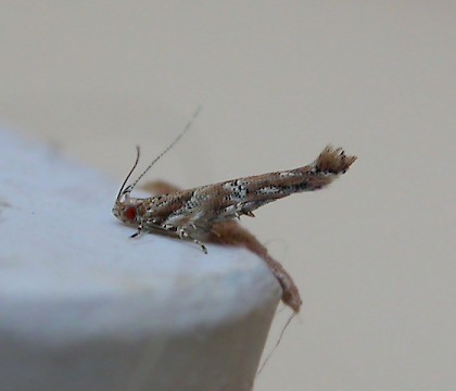 Adult • Fuerteventura, Canary Is. • © Andrew Mitchell