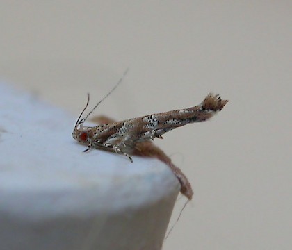 Adult • Fuerteventura, Canary Is. • © Andrew Mitchell