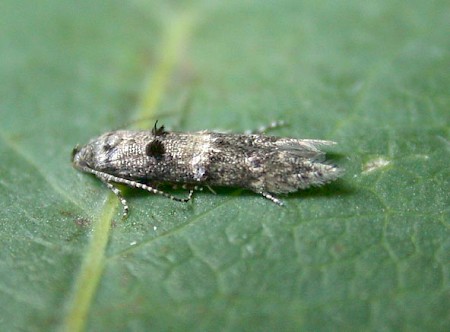 Sorhagenia lophyrella