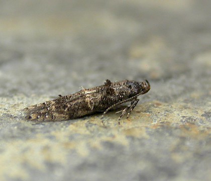 Cosmopterigidae