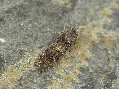 Sorhagenia janiszewskae