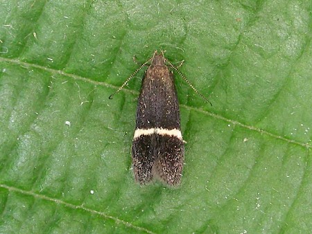 Syncopacma cinctella