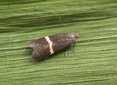 Syncopacma larseniella