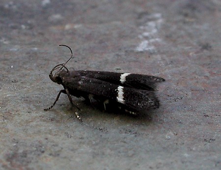 Syncopacma taeniolella