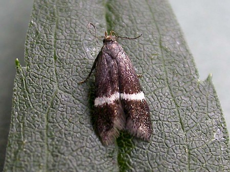 Syncopacma taeniolella