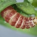 Larva • Mendip Hills, Somerset, on Lotus corniculatus • © Bob Heckford