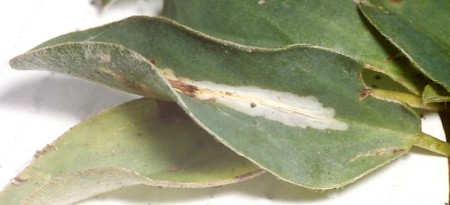 Aproaerema anthyllidella