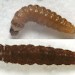 Larvae • Larvae. Upper (moulting) in Anthyllis leaf mine, March, Cheshire. Lower in spun Trifolium, April, Cheshire. • © Ian Smith