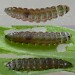 Larva • Larva, final instar, pre-pupation. Between sewn leaves of Medicago sativa. Adult reared • © Ben Smart