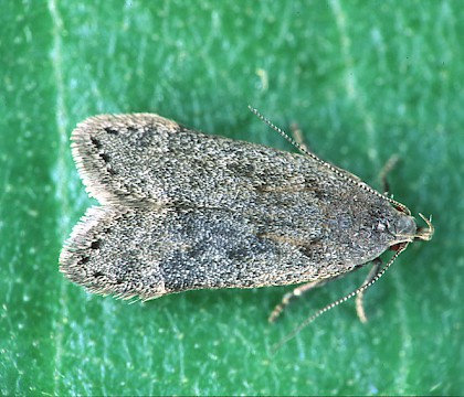 Adult • Cromwell Bottom NR, West Yorkshire • © Ian Kimber