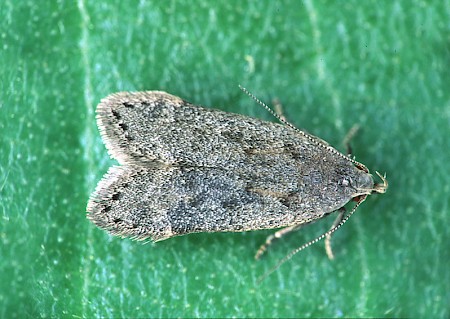 Anacampsis populella