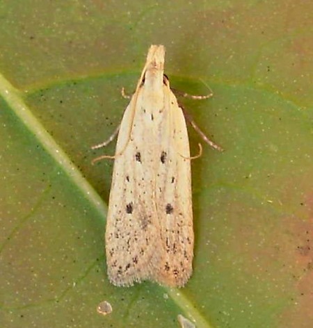 Nothris verbascella