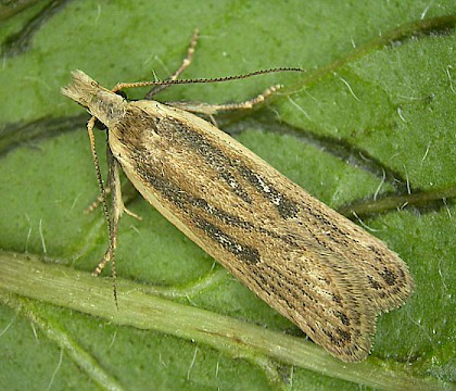 Adult • Upton Towans, Cornwall, reared from larva • © Bob Heckford