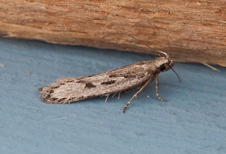 Neofaculta ericetella