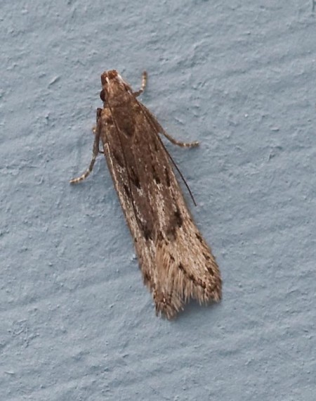 Neofaculta ericetella