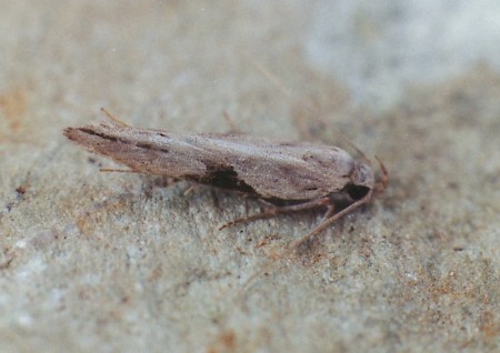 Hypatima rhomboidella