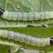 Larva • Chorlton, Gtr. Manchester, on Corylus • © Ben Smart