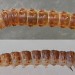 Larva, pre-pupation • Chorlton, Gtr. Manchester • © Ben Smart