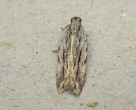 Anarsia innoxiella