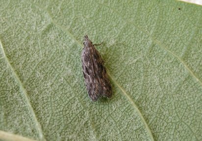 Peach Twig Borer Anarsia lineatella